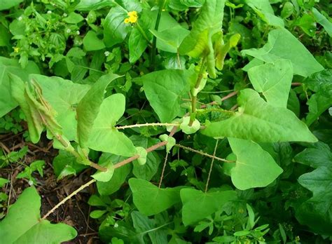 蛇跑進家裡幾號|蛇最怕什麼植物？推薦4種「蛇怕草」，再也不怕夏天。